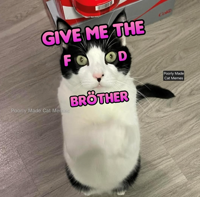 GIVE ME THE Poorly Made Cat Memes FOR OD BROTHER Col Poorly Made Cat Memes