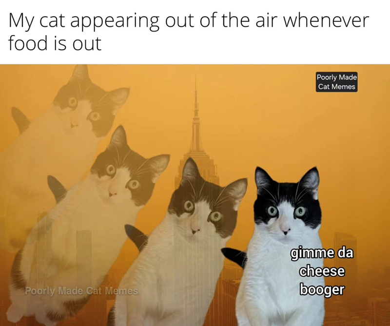 My cat appearing out of the air whenever food is out Poorly Made Cat Memes Poorly Made Cat Memes gimme da cheese booger