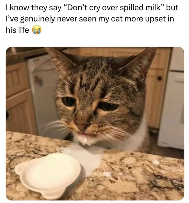 I know they say "Don't cry over spilled milk” but I've genuinely never seen my cat more upset in his life