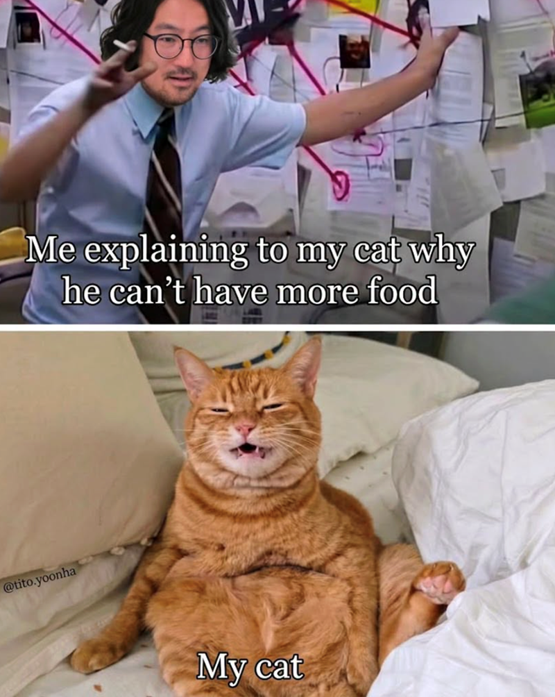 Me explaining to my cat why he can't have more food @tito.yoonha My cat