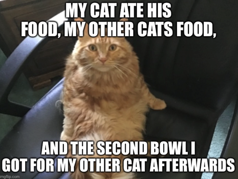 MY CAT ATE HIS FOOD, MY OTHER CATS FOOD, AND THE SECOND BOWL I GOT FOR MY OTHER CAT AFTERWARDS imgflip.com
