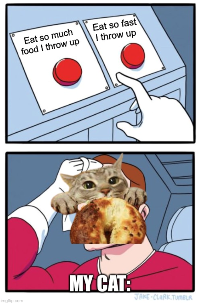 Eat so much food I throw up Eat so fast I throw up MY CAT: JAKE-CLARK.TUMBLR imgflip.com