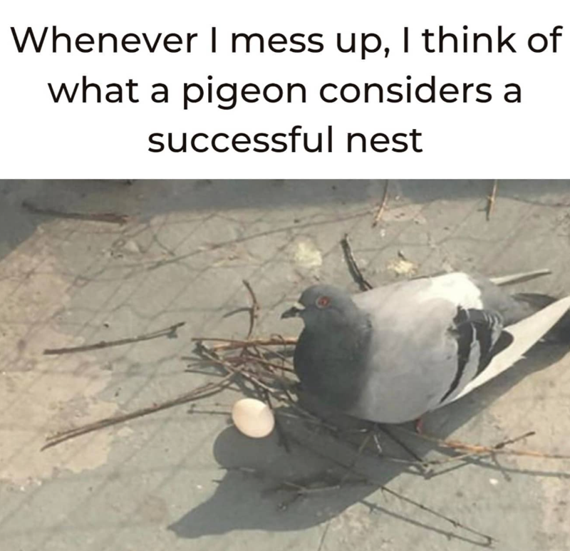 Whenever I mess up, I think of what a pigeon considers a successful nest