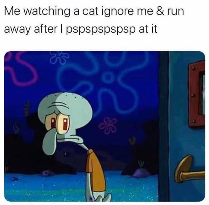 Me watching a cat ignore me & run away after I pspspspspsp at it. o
