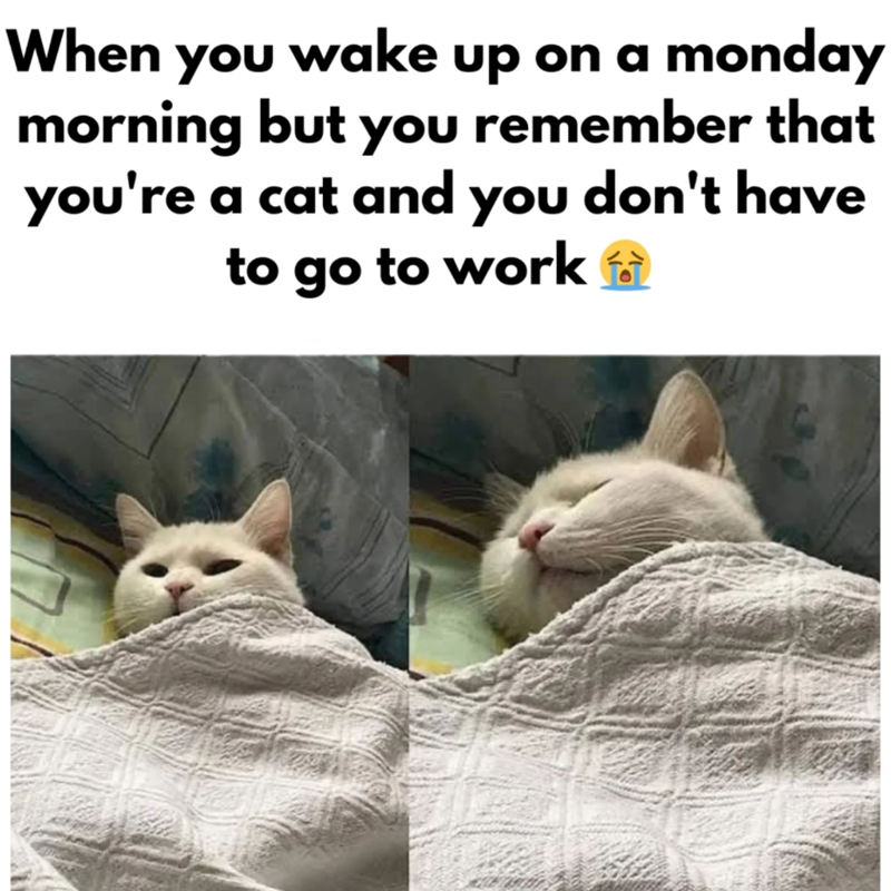 When you wake up on a monday morning but you remember that you're a cat and you don't have to go to work