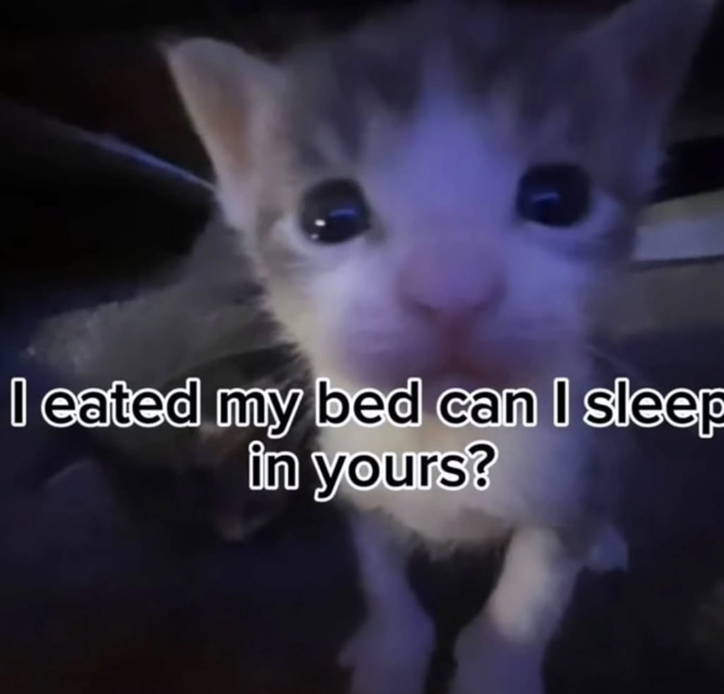 I eated my bed can I sleep in yours?