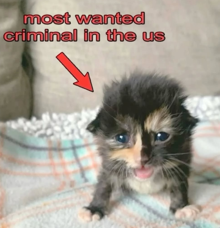 most wanted criminal in the us