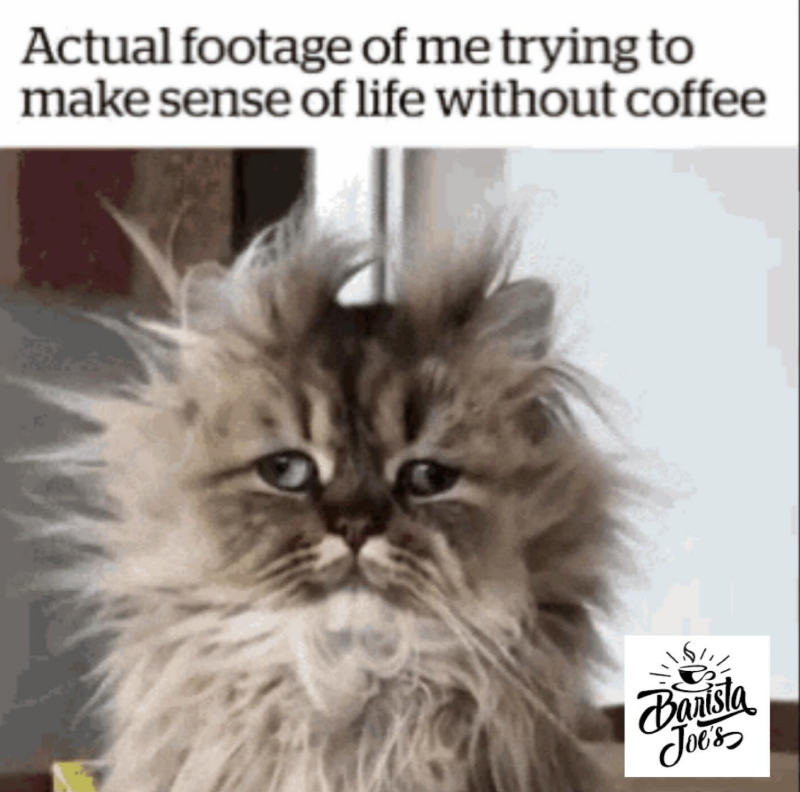Actual footage of me trying to make sense of life without coffee Barista Joe's