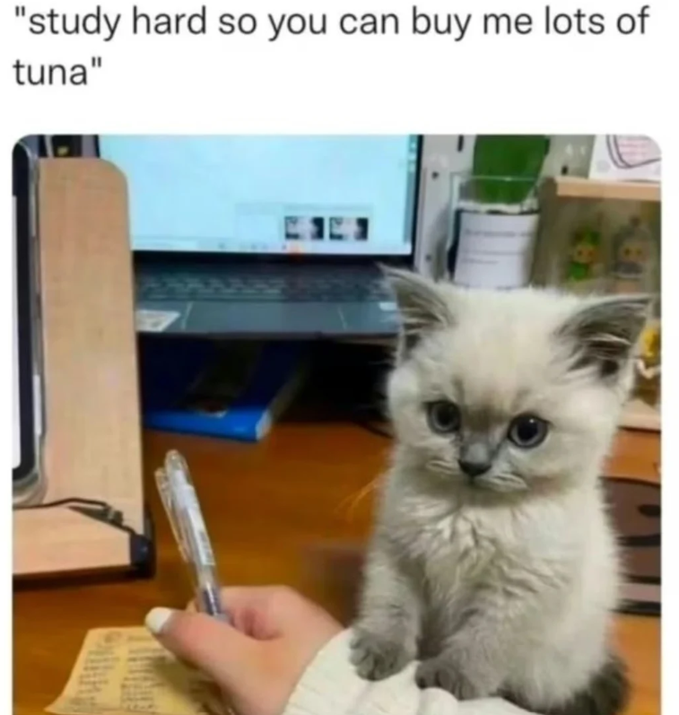 "study hard so you can buy me lots of tuna"