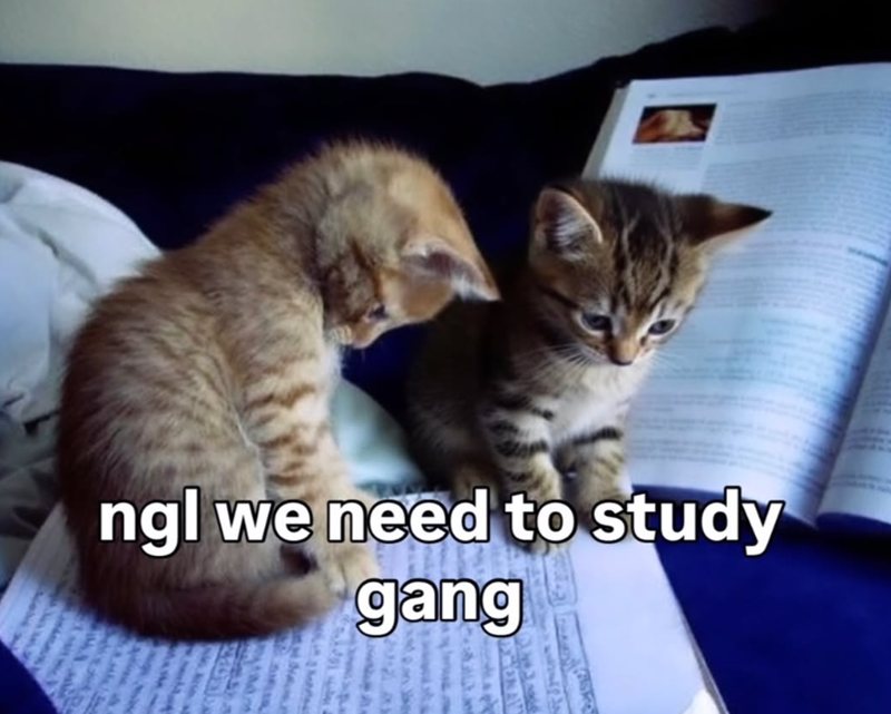 ngl we need to study gang