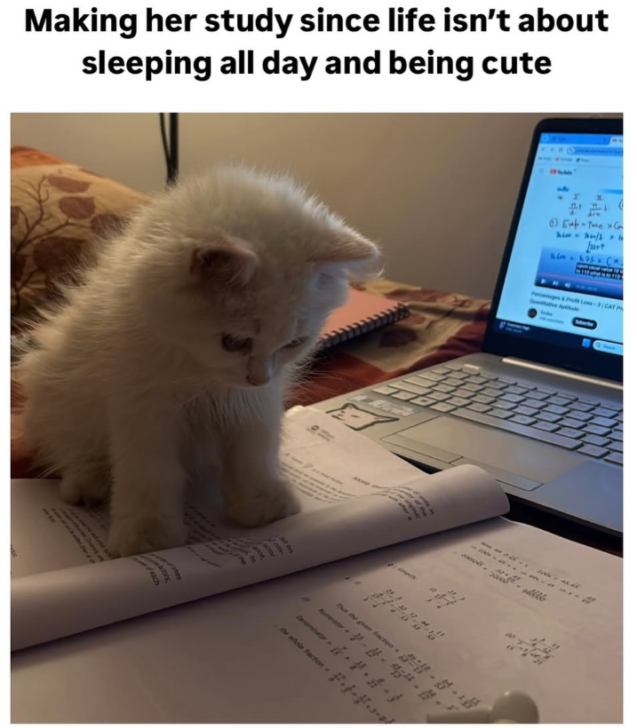 Making her study since life isn't about sleeping all day and being cute a 384 # 12 12 M The the pan tacton- --- the whole faction Let 1in - 195x (x Pages & Profit Lose-3 CAT P Marte