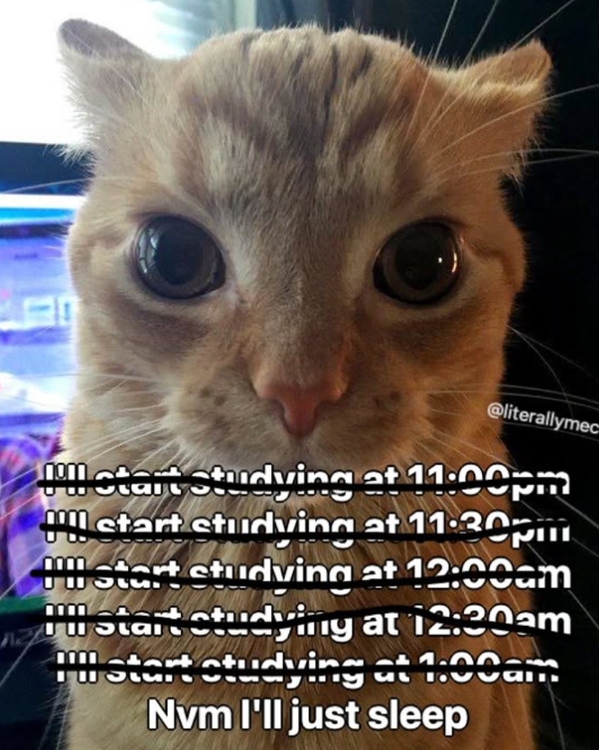 @literallymec I'll start studying at 11:00pm !!! start studying at 11:30pm I'll start studying at 12:00am I'll start studying at 12:30am I'll start studying at 1:00am Nvm I'll just sleep