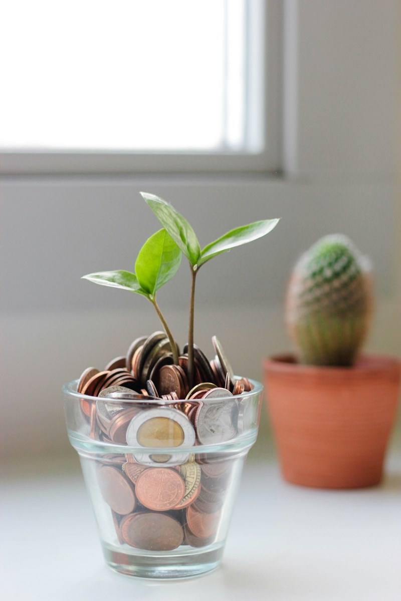 Green plant growing in glass of coins