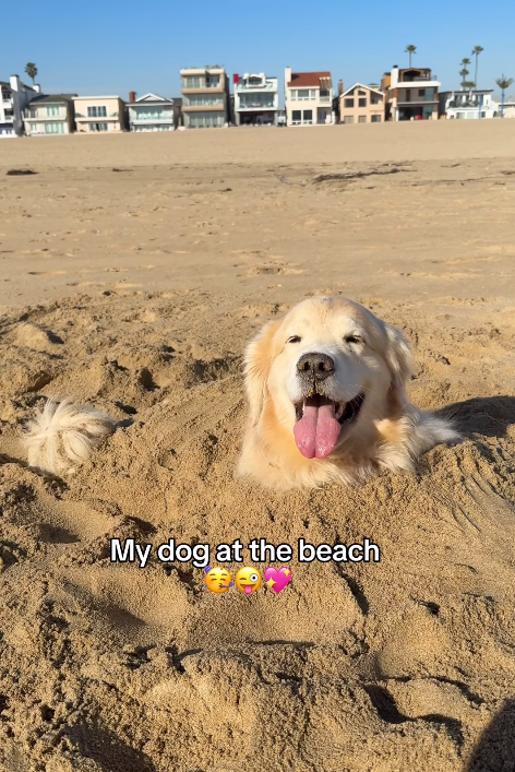 My dog at the beach