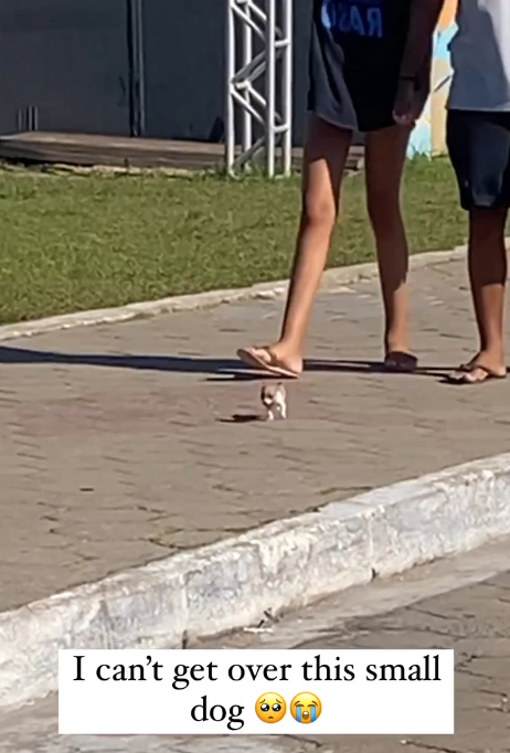 ОЧАЯ I can't get over this small dog