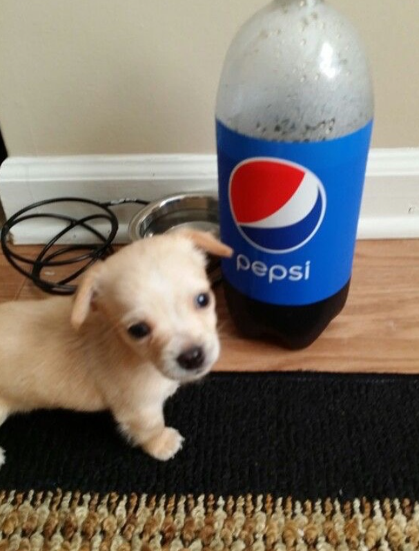 pepsi