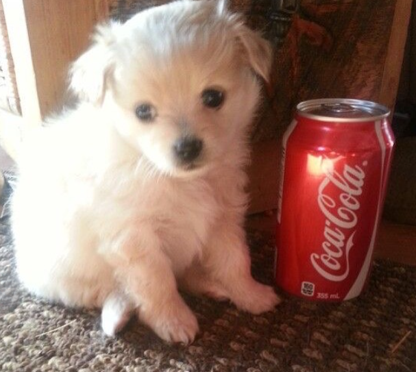 Coca-Cola 的 355ml