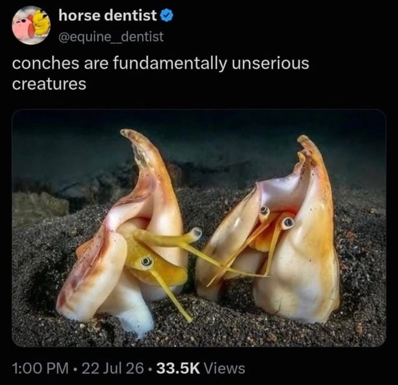 horse dentist @equine_dentist conches are fundamentally unserious creatures 1:00 PM 22 Jul 26. 33.5K Views •