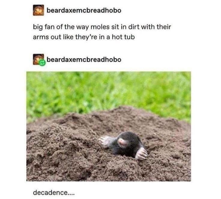 beardaxemcbreadhobo big fan of the way moles sit in dirt with their arms out like they're in a hot tub beardaxemcbreadhobo decadence....