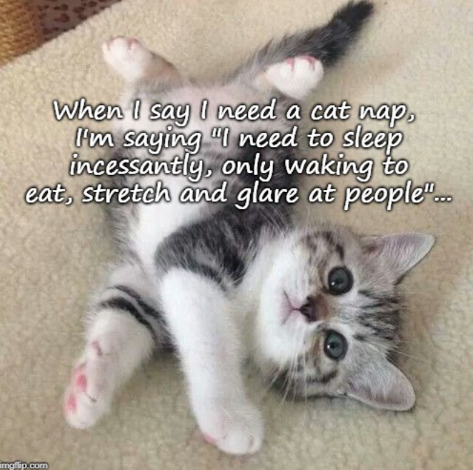 When I say I need a cat nap, I'm saying "I need to sleep incessantly, only waking to eat, stretch and glare at people"... imgflip.com