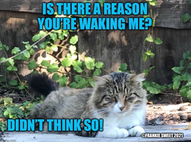 IS THERE A REASON YOU'RE WAKING ME? DIDN'T THINK SO! maflip.com OFRANKIE SWEET 2021