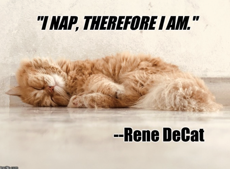 imgflip.com "I NAP, THEREFORE I AM." --Rene DeCat