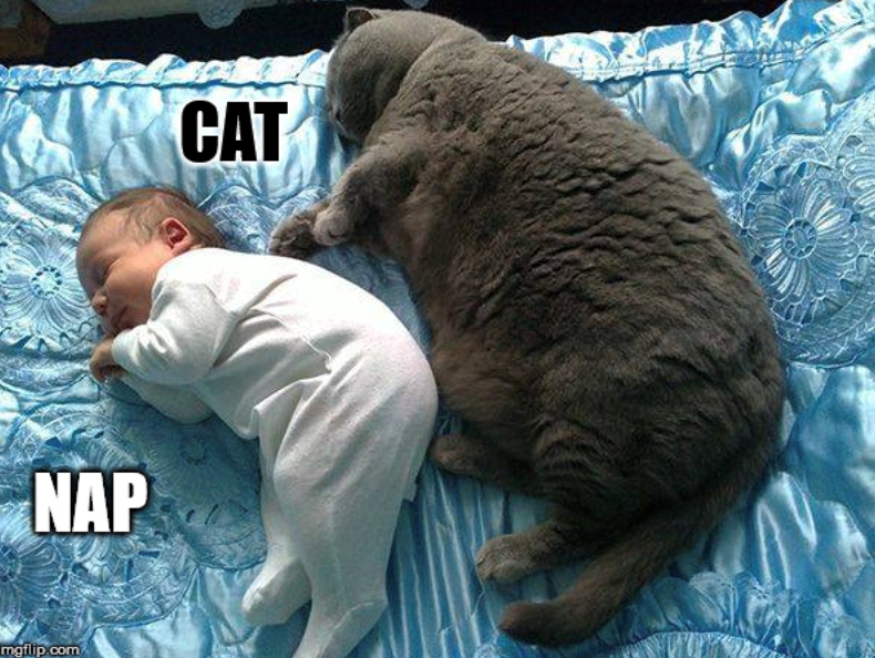 NAP mgflip.com/ CAT