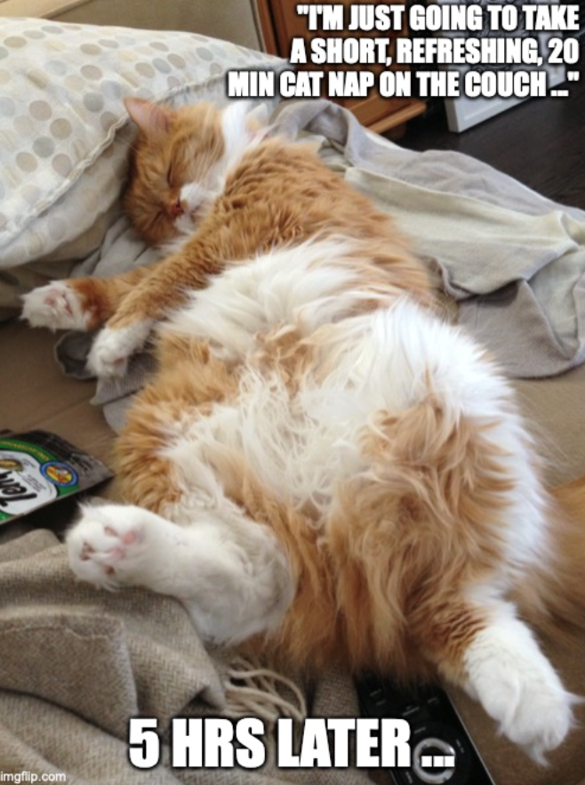 "I'M JUST GOING TO TAKE A SHORT, REFRESHING, 20 MIN CAT NAP ON THE COUCH..." 5 HRS LATER.... imgflip.com