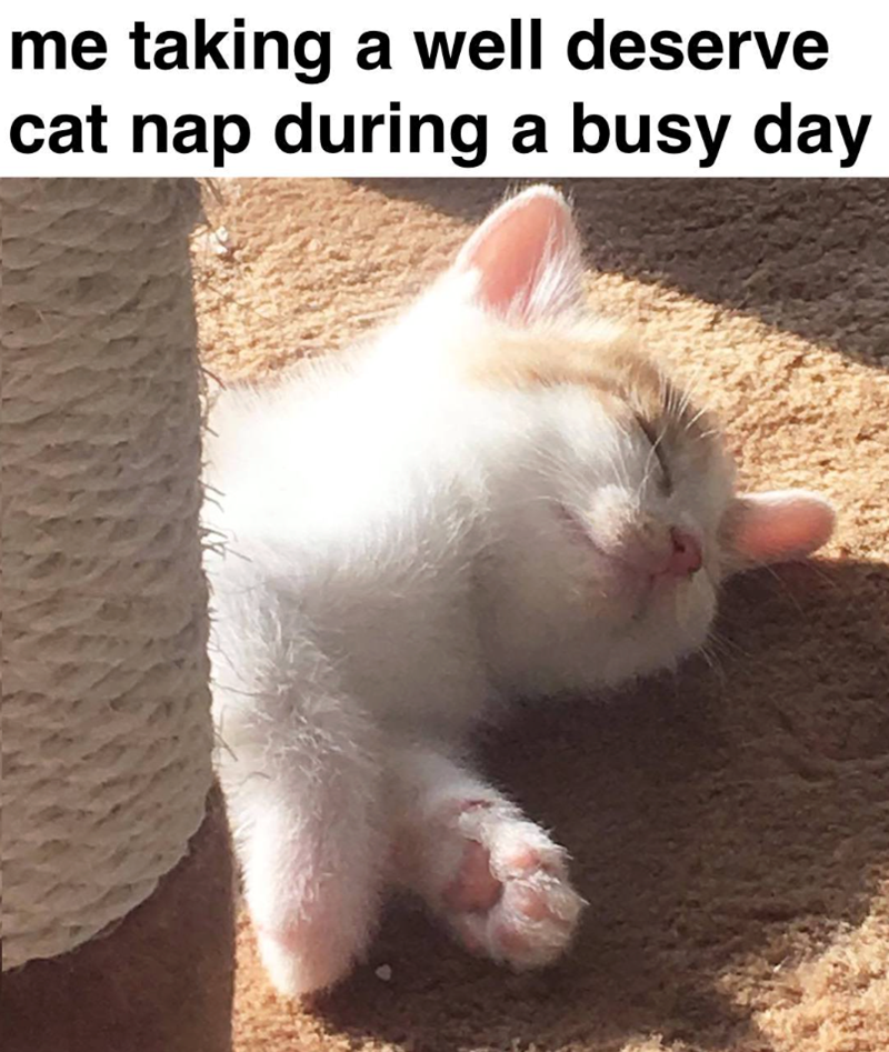 me taking a well deserve cat nap during a busy day