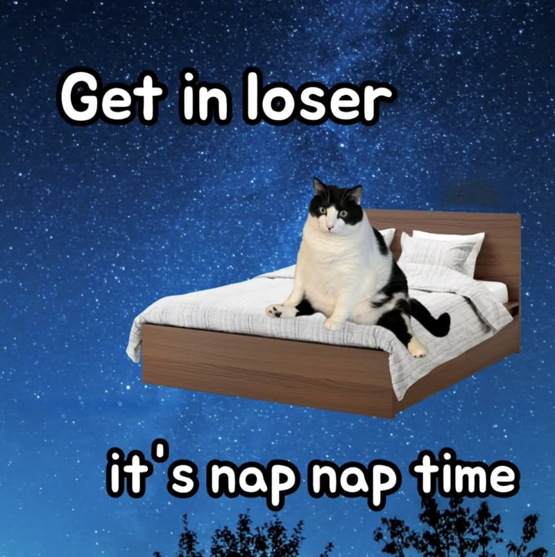 Get in loser it's nap nap time