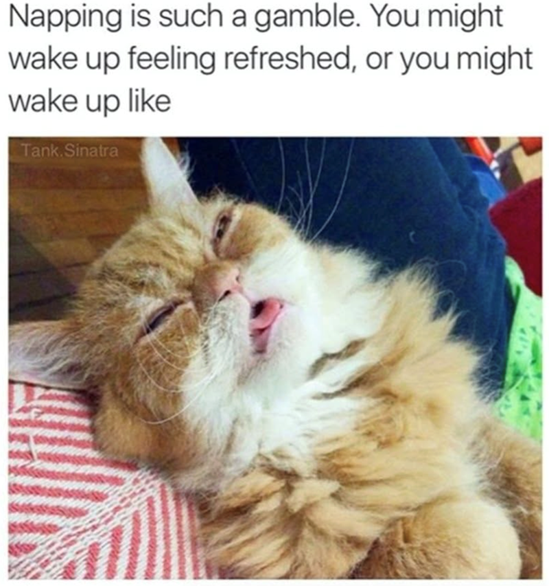 Napping is such a gamble. You might wake up feeling refreshed, or you might wake up like Tank. Sinatra