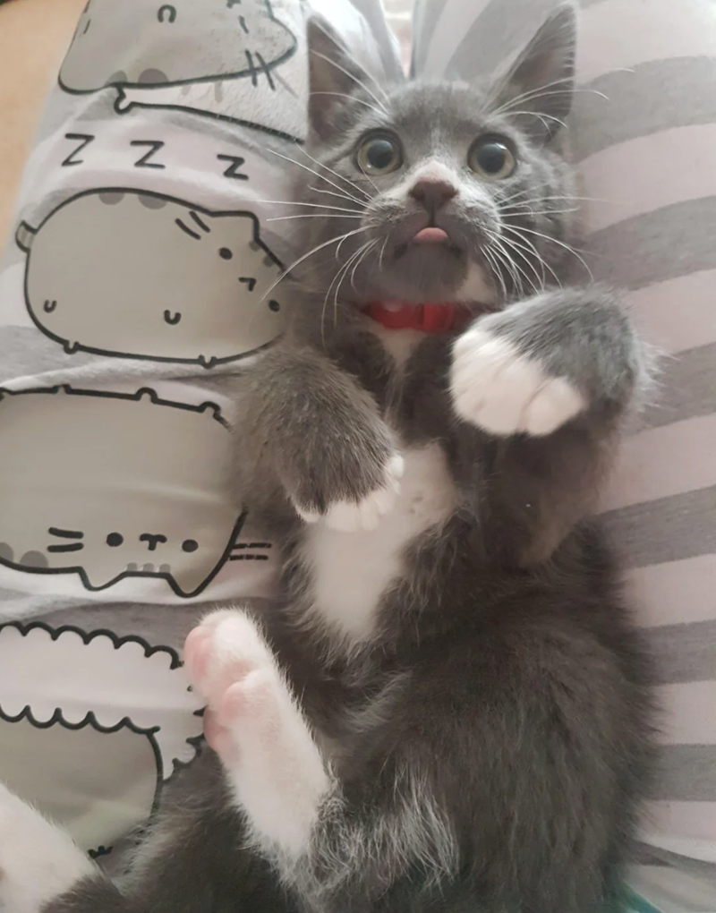 ZZZ T