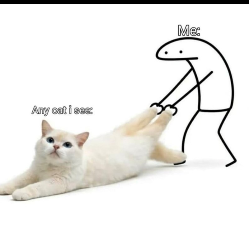 Any cat i see: Me:
