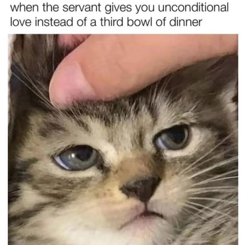 when the servant gives you unconditional love instead of a third bowl of dinner