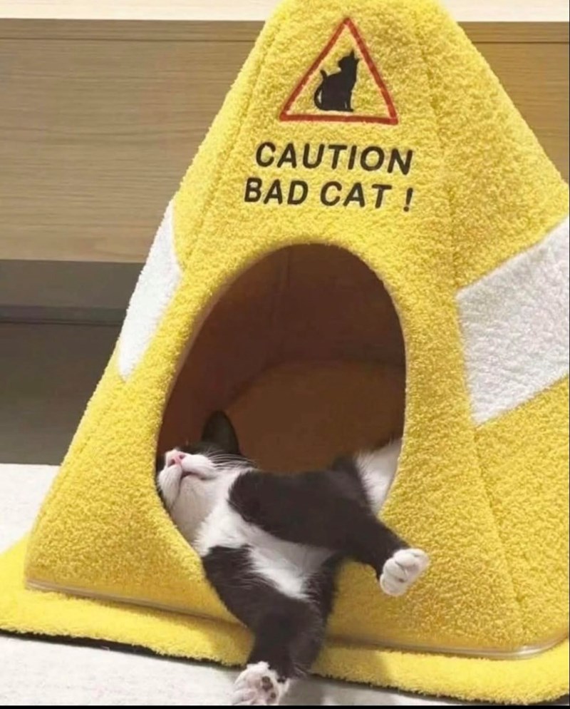 CAUTION BAD CAT!