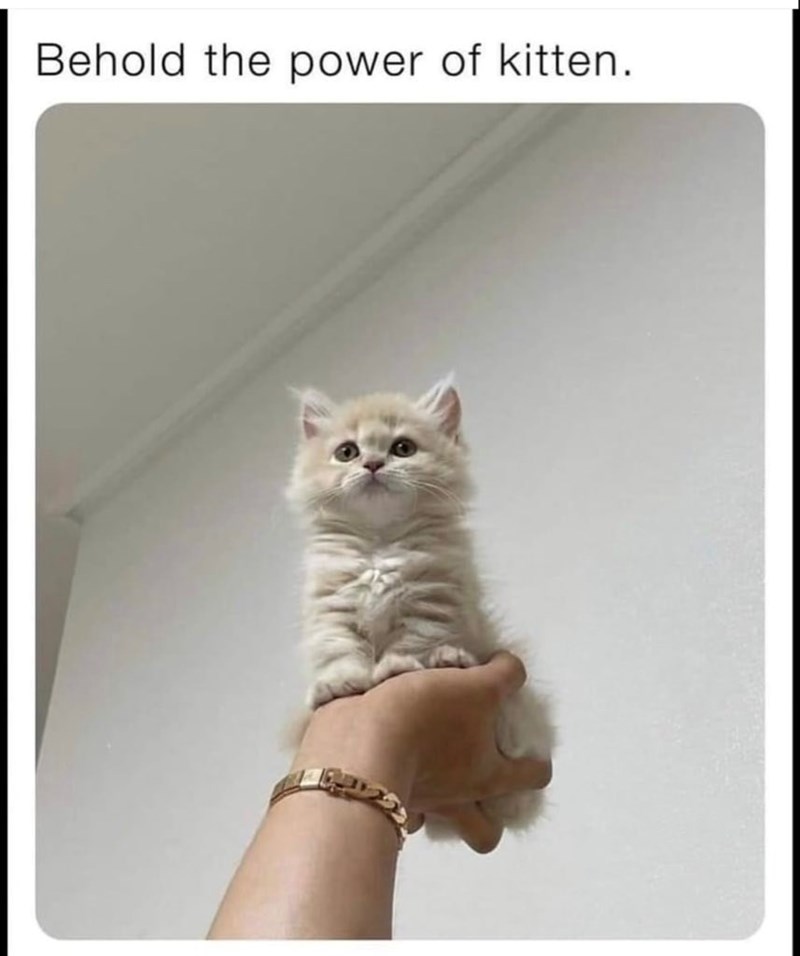 Behold the power of kitten.