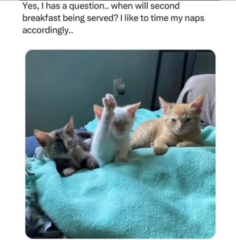 Yes, I has a question.. when will second breakfast being served? I like to time my naps accordingly..