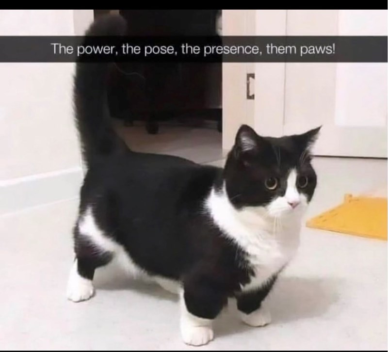 The power, the pose, the presence, them paws! C