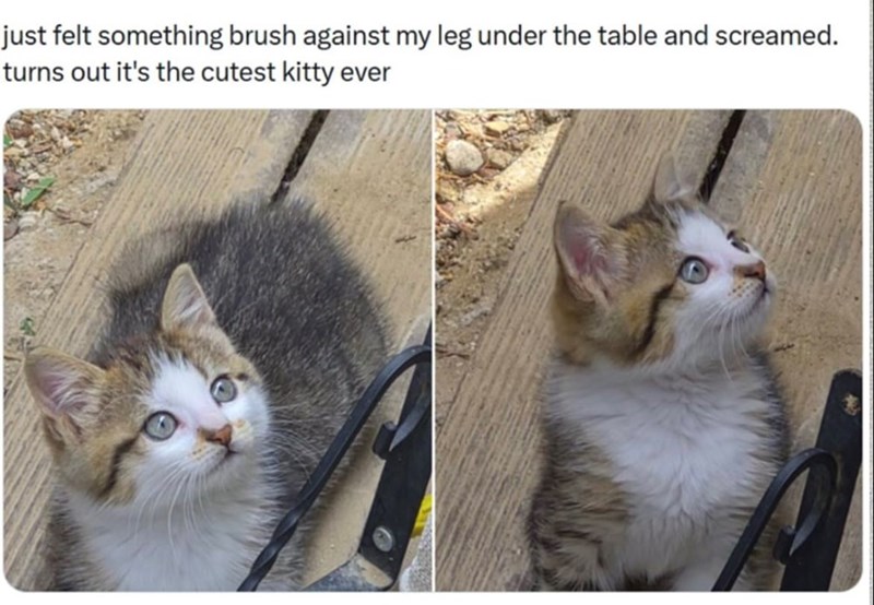just felt something brush against my leg under the table and screamed. turns out it's the cutest kitty ever