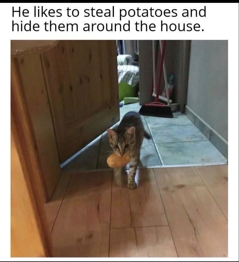 He likes to steal potatoes and hide them around the house.