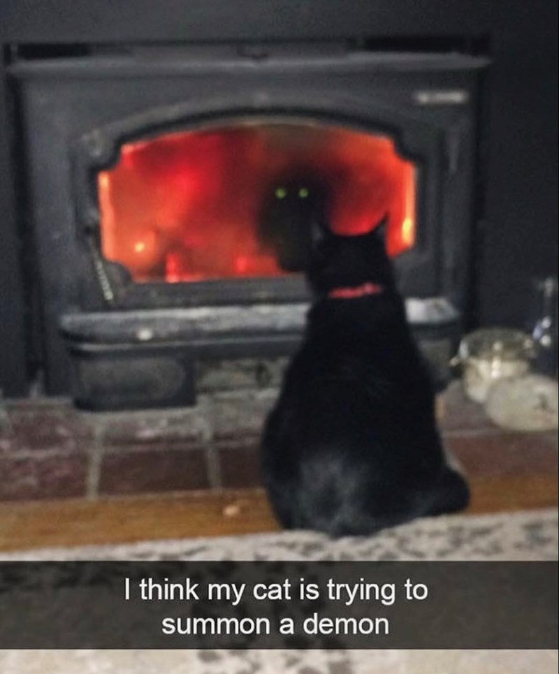 I think my cat is trying to summon a demon 13