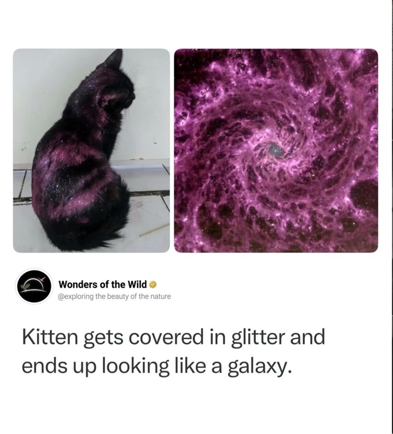 Wonders of the Wild @exploring the beauty of the nature Kitten gets covered in glitter and ends up looking like a galaxy.