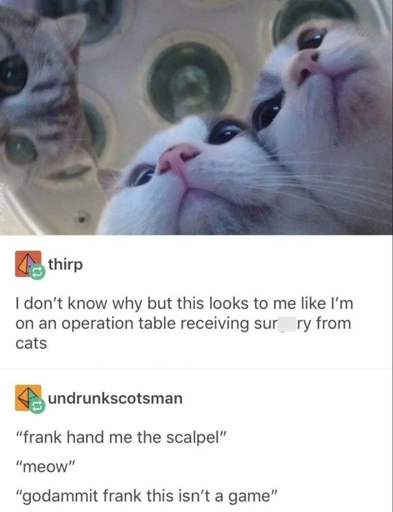 thirp I don't know why but this looks to me like I'm on an operation table receiving sur ry from cats undrunkscotsman "frank hand me the scalpel" "meow" "godammit frank this isn't a game"