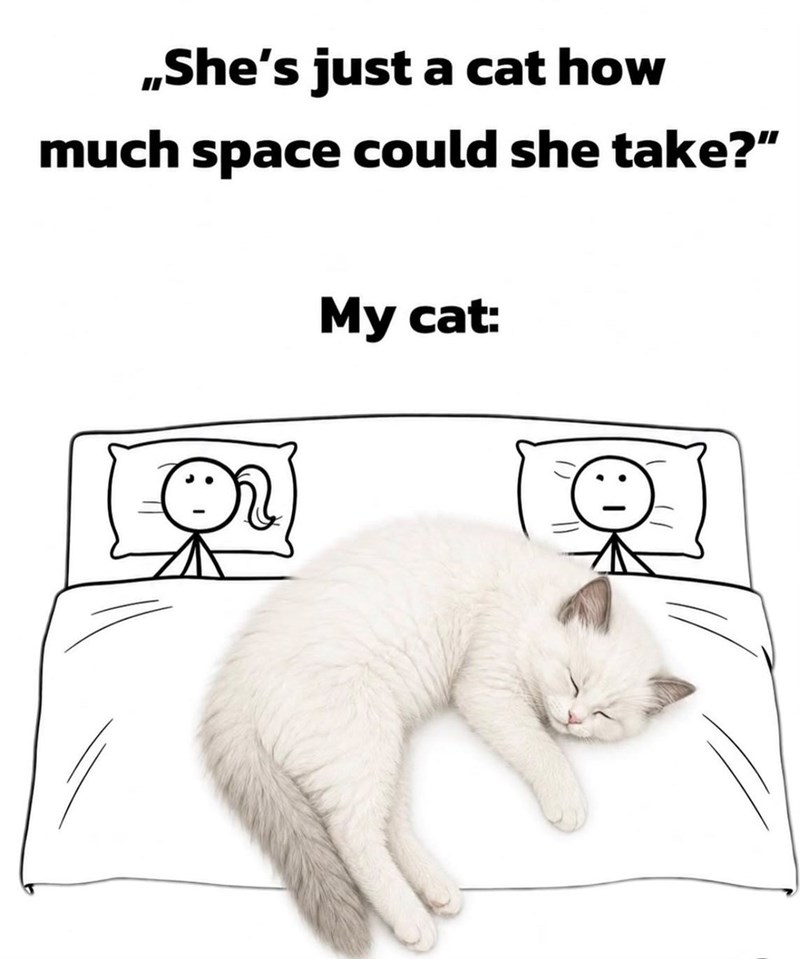 ,,She's just a cat how much space could she take?" My cat: