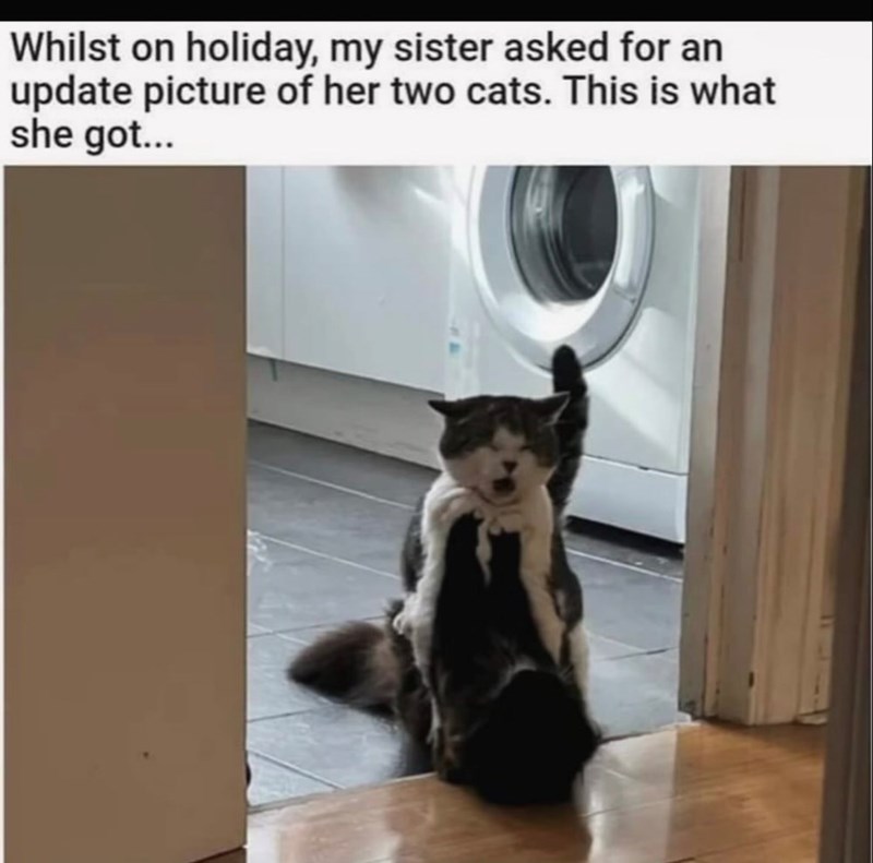 Whilst on holiday, my sister asked for an update picture of her two cats. This is what she got...