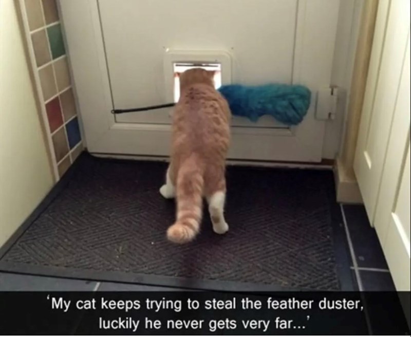 'My cat keeps trying to steal the feather duster, luckily he never gets very far...'