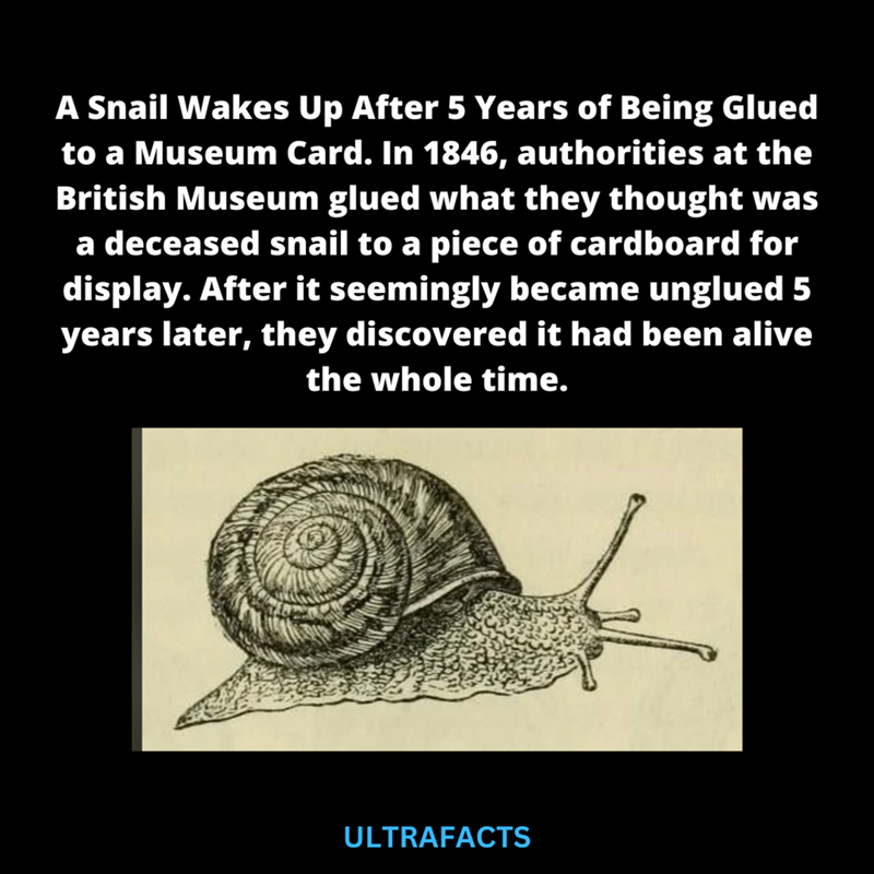 A Snail Wakes Up After 5 Years of Being Glued to a Museum Card. In 1846, authorities at the British Museum glued what they thought was a deceased snail to a piece of cardboard for display. After it seemingly became unglued 5 years later, they discovered it had been alive the whole time. ULTRAFACTS