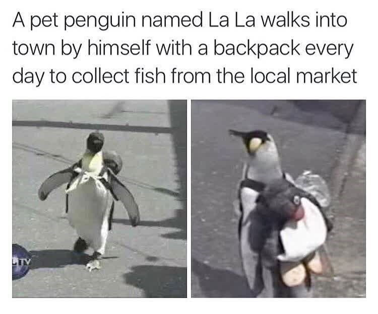 A pet penguin named La La walks into town by himself with a backpack every day to collect fish from the local market LTV