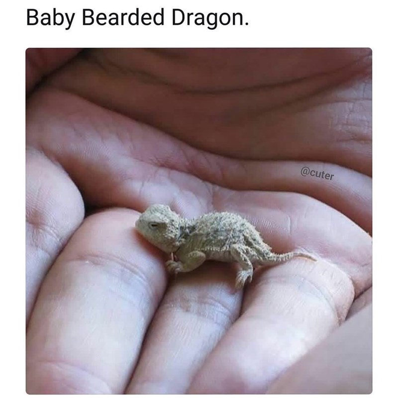 Baby Bearded Dragon. @cuter