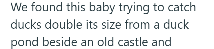 We found this baby trying to catch ducks double its size from a duck pond beside an old castle and